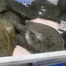 甲鱼