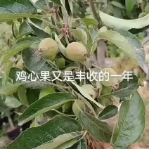 鸡心果成苗开始预定