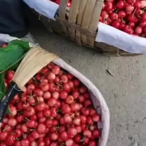陕西宝鸡万亩樱桃基地欢迎你