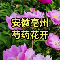 芍药花盛开的季节