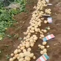 绥中！实验一土豆！土豆！货源充足！收购周期长达3个月左右