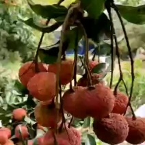 荔枝