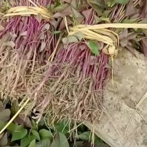 东北辽宁鞍山海城红薯秧苗基地直销