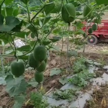 小米瓜