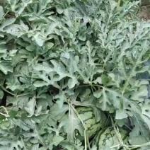 瓜果蔬菜