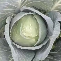 精品包菜大量上市