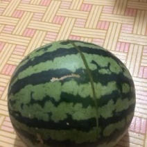 代收西瓜，锦王，甜王，一等好瓜漏价格美丽，真诚共赢。