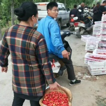 大樱桃收货中