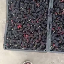 桑葚品质保证果型好