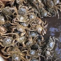 70-80优质原塘螃蟹苗，价格实惠。