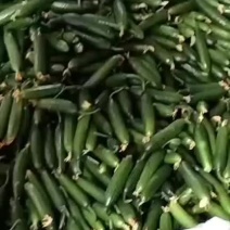 优质精品水果黄瓜