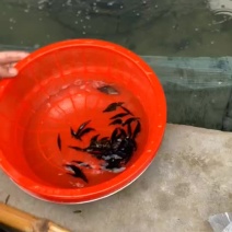 桂鱼