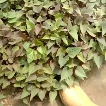 辽宁鞍山红薯苗基地直销合作共赢
