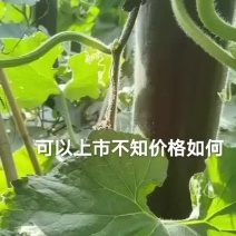 广东惠州无黑心吊冬瓜、保证质量产地直发，出口瓜