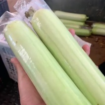 白玉丝瓜水瓜欢迎各大超市，市场，批发商前来咨询。