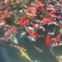 锦鲤大正红白三色孔雀锦鲤