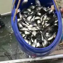 鲫鱼中科三号