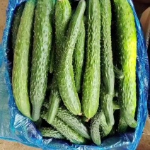 次瓜，差黄瓜。大量供应烤干厂，咸菜场。需要联系