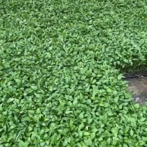 辣椒苗
