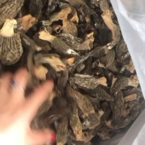 特价羊肚菌，大个非常香买到就是赚到