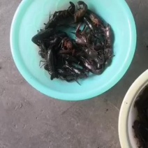 宁波本地青虾高成活