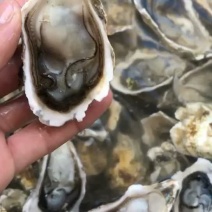 广东生蚝烧烤摊一元生蚝批发一件一百斤220元