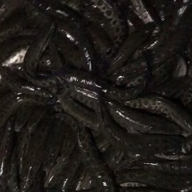 黑鱼，生命力强，易养殖