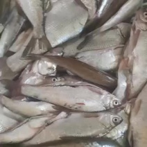 白条翘嘴