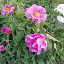 多年生过冬观赏芍药，东北辽宁基地直供，大量现货