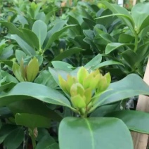 广西大红八角精选嫁接杯苗