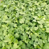 大量供应慧谷龙九拔苗