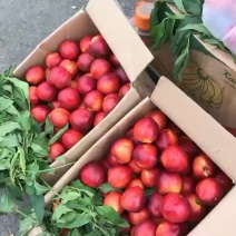 油桃