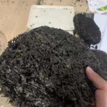 大量批发新货紫菜65元一斤
