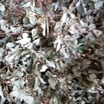 江西野生鱼腥草