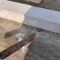 红薯淀粉，当地不给晾晒低价处理