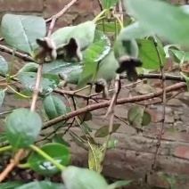 菲油越来越大