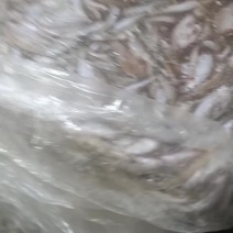 白条鱼