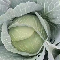 包菜