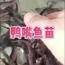 鸭嘴鱼苗-品种优良-生长速度快-抗病力强
