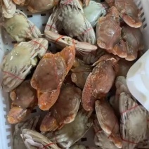 单冻扁蟹盒装扁蟹400克都有