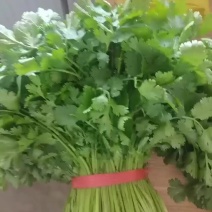精品香菜菠菜