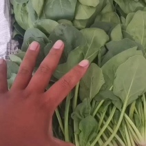 精品菠菜苗，大菠菜，大量上市