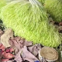 韭黄