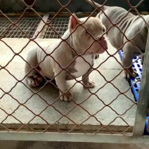 恶霸犬正宗血统