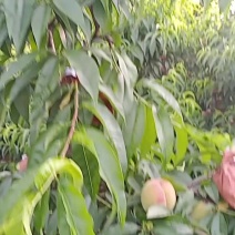 建釆摘园的好品种桃树预售5000棵六年树龄当年丰产