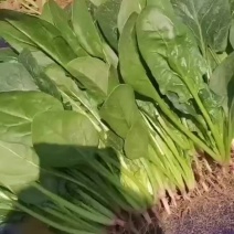 精品菠菜
