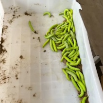 豆虫广东省湛江市雷州市特产。。。。。。。。