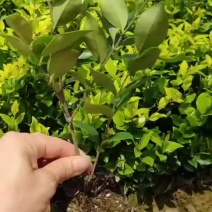 金森女贞杯苗，大量出售自家苗木基地，量大价优