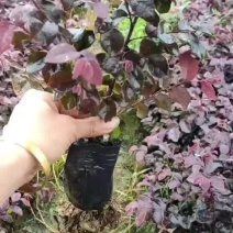 湖南红继木苗，红花继木杯苗，红继木，红继木苗