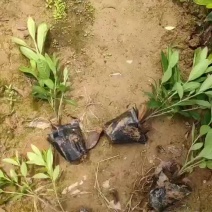杜鹃苗，杯苗批发，毛鹃苗，春鹃苗杯苗地苗自家基地低价出售